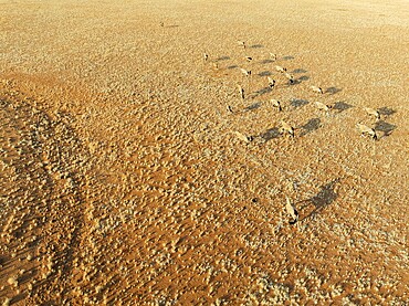 Gemsbok (Oryx gazella). Roaming an arid plain at the edge of the Namib Desert. Aerial view. Drone shot. Namibia