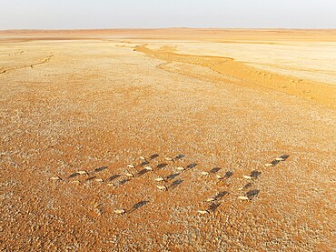 Gemsbok (Oryx gazella). Roaming an arid plain at the edge of the Namib Desert. Aerial view. Drone shot. Namibia