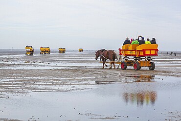 Wadden Post horse-drawn carriages on the way from Cuxhaven-Sahlenburg to the island of Neuwerk in the mudflats at low tide, Lower Saxony Wadden Sea National Park, Sahlenburg, Cuxhaven, Lower Saxony, Germany