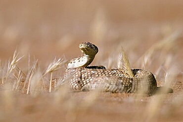 Pygmy puff adder (Bitis peringueyi), Namib Desert, Namibia
