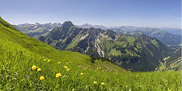 Mountain panorama with troll flowers (Trollius europaeus) from Laufbacher-Eckweg to Höfats, 2259m, Allgäu Alps, Allgäu, Bavaria, Germany