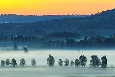Early morning fog over the moor, birch (Betula), birch family (Betulaceae), dawn, fog, Pfrungen, Pfrunger-Burgweiler Ried, Baden-Wuerttemberg, Germany