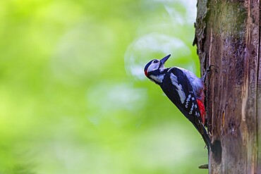 Pileated Woodpecker (Dendrocopos major) at the breeding cavity, Piciformes, Göggingen, Krauchenwies, Landkreis Sigmaringen, Baden-Württemberg, Baden-Württemberg, Germany