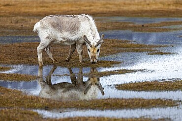 Svalbard skink (Rangifer tarandus platyrhynchus) reflected in the water, Mammals (Mammalia), Longyearbyen, Svalbard, Svalbard