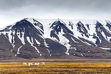Group of Svalbard Rhen (Rangifer tarandus platyrhynchus) grazing off Snow Mountain, Mammals (Mammalia), Aventdalen, Longyearbyen, Svalbard, Svalbard