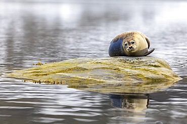 Harbour seal (Phoca vitulina) lying on a stone in the water, Mammals (Mammalia), Gravnesodden, Spitsbergen, Svalbard