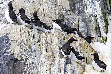 Thick-billed guillemot (Uria lomvia) on breeding rocks, alcids (Alcidae), Alkefjellet, Spitsbergen, Svalbard