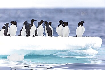Thick-billed guillemot (Uria lomvia) on an ice floe, sea, water, alcids (Alcidae), Alkefjellet, Spitsbergen, Svalbard
