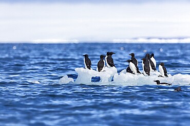 Thick-billed guillemot (Uria lomvia) on an ice floe, sea, water, alcids (Alcidae), Alkefjellet, Spitsbergen, Svalbard