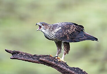 Bonelli's eagle (Aquila fasciata) calling on a branch, Andalusia, Spain