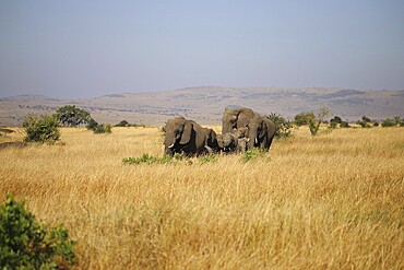 A family of elephants, Loxodonta africana, roams through the landscape of the Masai Mara in Kenya