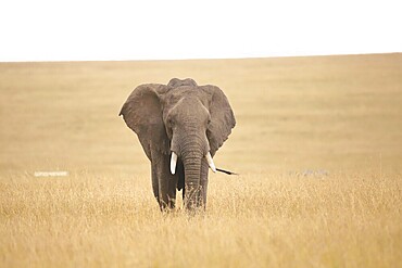 African elephant, Loxodonta africana, in the Masai Mara nature reserve in Kenya