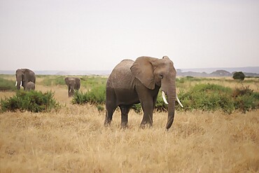 A group of elephants (Loxodonta africana) roam through Amboseli National Park in Kenya