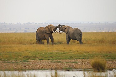 A showdown between two African elephants (Loxodonta africana) in Amboseli National Park in Kenya