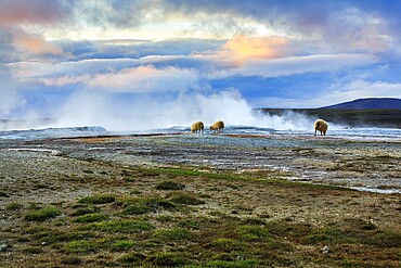 Free-range sheep grazing, sulphur vapour, evening sky, Hveravellir geothermal area, Icelandic highlands, Suðurland, Sudurland, Iceland