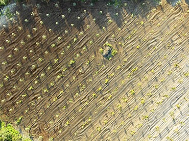 Fields of olive trees, trees planted in rows, aerial view, near village Cabra, Andalusia, Spain