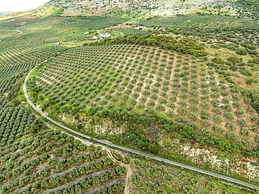 Fields of olive trees, trees planted in rows, aerial view, near village Cabra, Andalusia, Spain