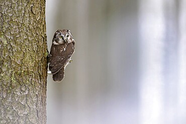 Great horned owl (Aegolius funereus), sitting close to a spruce trunk in a winter landscape, biosphere reserve, Swabian Alb, Baden-Württemberg, Germany