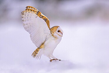 Barn owl (Tyto alba), landing on a small mound of snow in a winter landscape, biosphere reserve, Swabian Alb, Baden-Württemberg, Germany