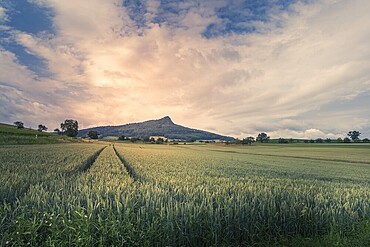 View over a wheat field to the Hegau volcano Hohenstoffeln, Hilzingen, Baden-Württemberg, Germany