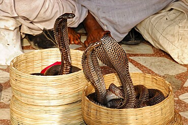 Jaipur, Rajasthan, India, Asia, Three cobras rise impressively from baskets, surrounded by people, North India