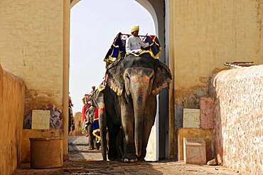 Riding elephants at Amber Fort, Amber, near Jaipur, Rajasthan, An elephant with rider passes an archway in a historic fort, Rajasthan, North India, India