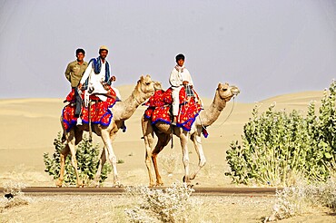 Camel riders travelling in the Thar desert, Sam, near Jaisalmer, Rajasthan, India, Asia, Three men riding camels in a sandy desert landscape, accompanied by sparse vegetation, North India