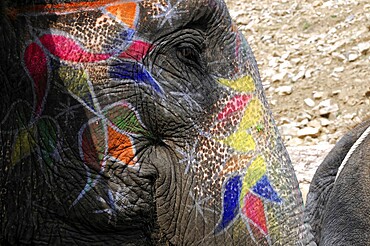 Fort Amber, Amber, near Jaipur, Rajasthan, North India, India, Asia, Close-up of an elephant, artistically painted with colourful, traditional patterns
