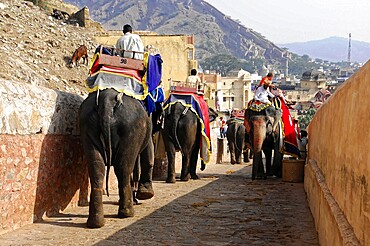 Fort Amber, Amber, near Jaipur, Rajasthan, North India, India, Asia, Elephant escort in city with historical structures and lively atmosphere