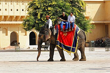 Jaipur, Rajasthan, India, Asia, People riding an elephant in front of a palace in India, framed by yellow architecture, North India
