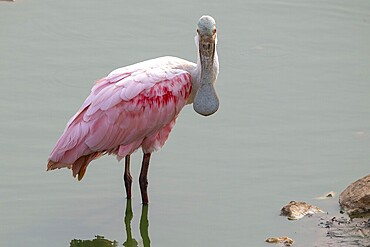 Roseate spoonbill (Ajaia ajaja), backlight, reflection, eye contact, Pantanal, inland, wetland, UNESCO Biosphere Reserve, World Heritage Site, wetland biotope, Mato Grosso, Brazil