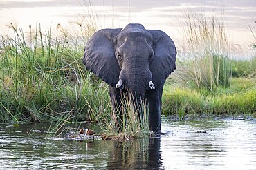 Elephant (Loxodonta africana) in the water, Xakanaxa Lagoon, Moremi Game Reserve, Okavango Delta, Maun, Botswana