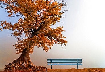 Beech tree with bench, Kellerwald, North Hesse, Germany