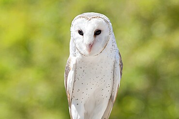 Barn Owl (Tyto alba), Lone Pine Koala Sanctuary, Brisbane, Queensland, Australia