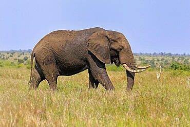 African elephant (Loxodonta africana), adult, foraging, Kruger, Kruger National Park, South Africa