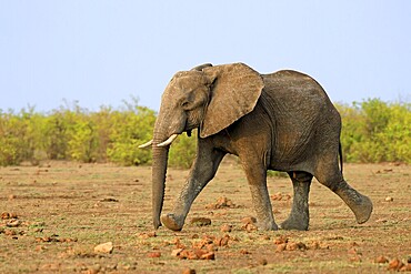 African elephant (Loxodonta africana), adult, running, foraging, Kruger, Kruger National Park, South Africa