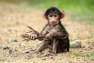 Bear baboon, chacma baboon (Papio ursinus), young, baby, sitting on ground, fragile, foraging, playing, Kruger, Kruger National Park, South Africa