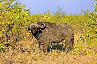 Cape buffalo (Syncerus caffer), adult, male, alert, foraging, Kruger, Kruger National Park, South Africa
