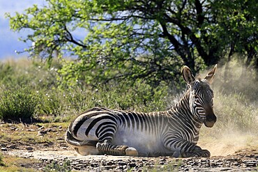 Cape Mountain Zebra (Equus zebra zebra), adult, sand bath, grooming, Mountain Zebra National Park, Eastern Cape, South Africa