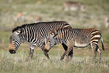 Cape Mountain Zebra (Equus zebra zebra), adult, female, mother, young, foraging, Mountain Zebra National Park, Eastern Cape, South Africa