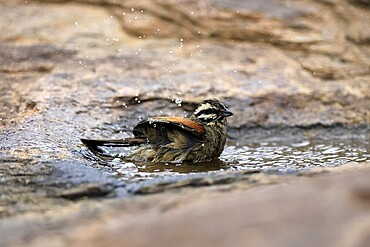 Cape Bunting (Emberiza capensis), adult, at the water, bathing, Mountain Zebra National Park, Eastern Cape, South Africa
