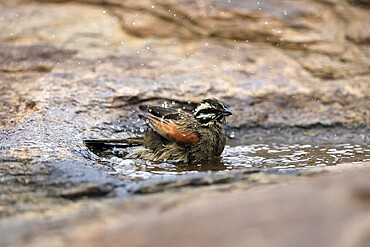 Cape Bunting (Emberiza capensis), adult, at the water, bathing, Mountain Zebra National Park, Eastern Cape, South Africa