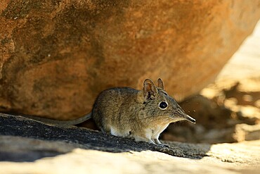 Short-eared elephant shrew (Macroscelides probosideus), adult, foraging, Mountain Zebra National Park, Eastern Cape, South Africa