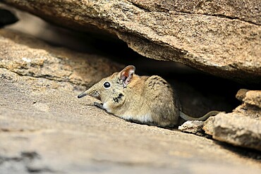 Short-eared elephant shrew (Macroscelides probosideus), adult, foraging, Mountain Zebra National Park, Eastern Cape, South Africa