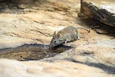 Short-eared elephant shrew (Macroscelides probosideus), adult, at the water, drinking, Mountain Zebra National Park, Eastern Cape, South Africa