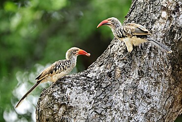 Mopanetoko (Tockus rufirostris), Southern Red-billed Hornbill, adult, pair, on tree, at breeding den, with food, Kruger, Kruger National Park, South Africa