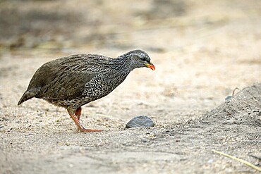 Natal Francolin (Pternistis natalensis), adult, foraging, on the ground, Kruger, Kruger National Park, South Africa