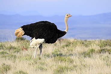 South African ostrich (Struthio camelus australis), adult, male, alert, Mountain Zebra National Park, Eastern Cape, South Africa