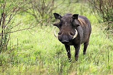 Warthog (Phacochoerus africanus), adult, male, foraging, alert, Kruger, Kruger National Park, South Africa
