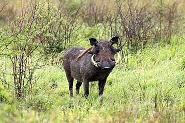Warthog (Phacochoerus africanus), adult, male, foraging, alert, Kruger, Kruger National Park, South Africa